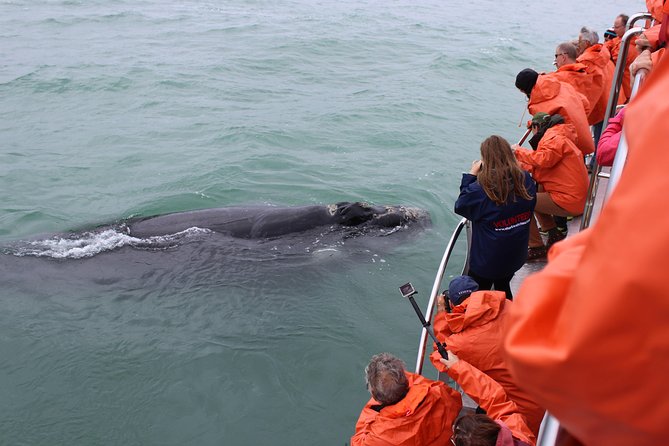 Marine Big 5 Safari with transport from Cape Town - Heading toward Dyer Island and Shark Alley