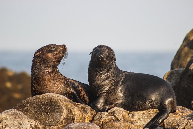 Marine Big 5 Safari with transport from Cape Town - The African Penguin and Seabird Sanctuary