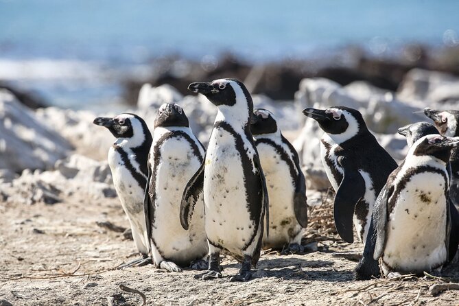 Marine Big 5 Safari with transport from Cape Town - The marine biologist makes the difference