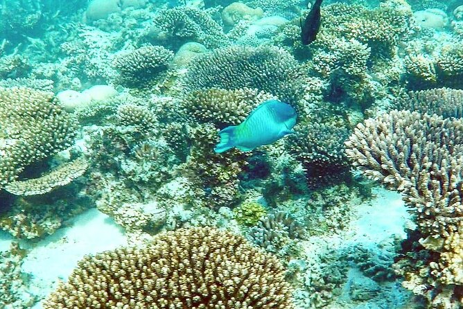 Marine Eco Safari - Swim with Manta Rays - A seven-hour day built around Ningaloo’s big animals