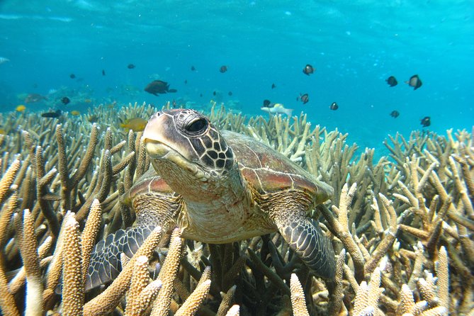 Marine Eco Safari - Swim with Manta Rays - The final snorkel gives the day a second chance