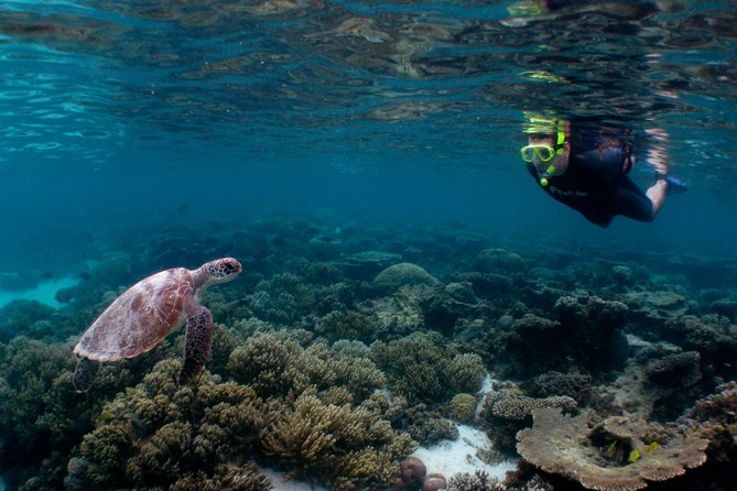 Marine Eco Safari - Swim with Manta Rays - The crew makes the difference in the water