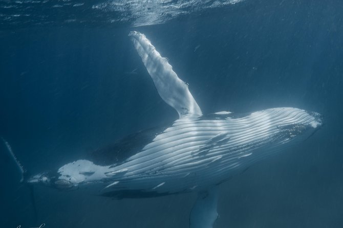 Marine Eco Safari - Swim with Manta Rays - Lunch and tea keep the long day manageable