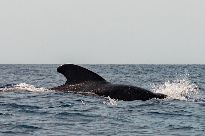 Marine Safari in La Ventana - How the seven-hour format affects value