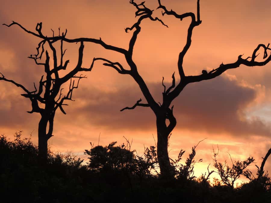 Marloth Park: Kruger National Park Safari Game Drives - The changing Kruger scenery