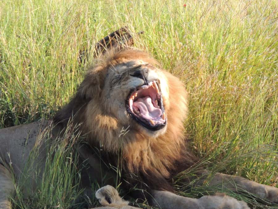 Marloth Park: Kruger National Park Safari Game Drives - Guides, communication, and the feel of the drive