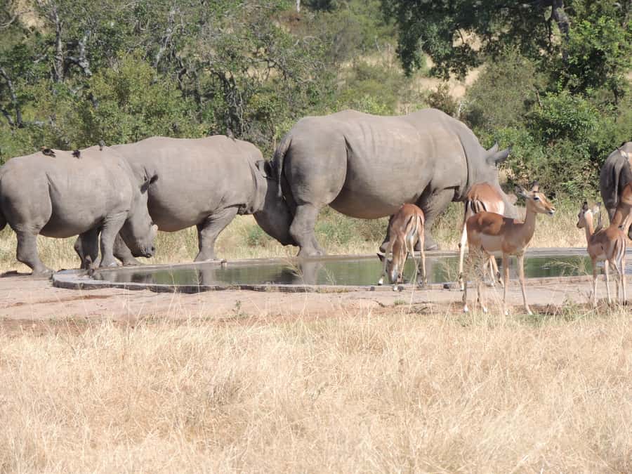 Marloth Park: Kruger National Park Safari Game Drives - What to pack, and what to leave behind