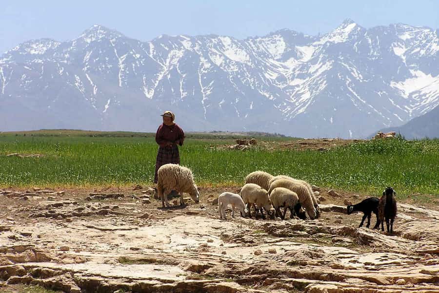 Marrakech: Atlas Mountains and Desert Safari with Lunch - Choosing the hike to Armed village