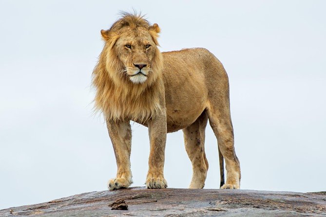 Masai Mara 3 Day Safari | Private 4WD Jeep Tour - Food, drinks, and the small costs that add up