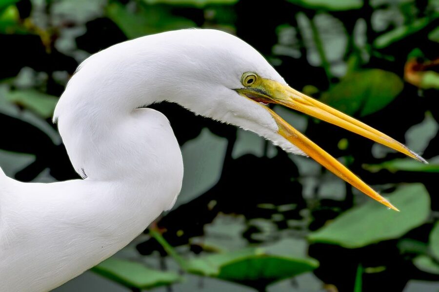 Miami: Everglades Safari Park Airboat Tour - The Wildlife Nature Show after the boat