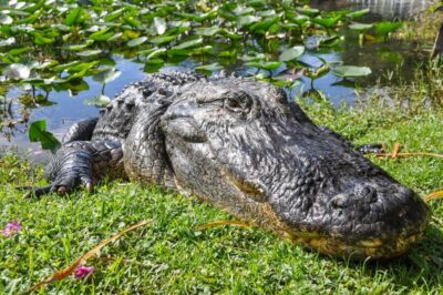 Miami: Everglades Safari Park Airboat Tour