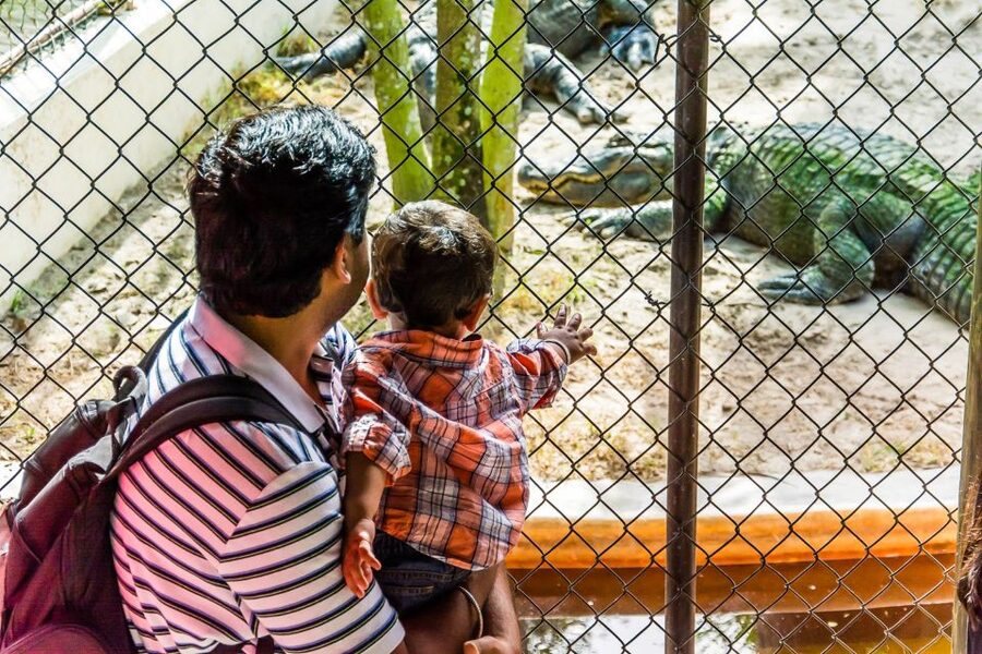 Miami: Everglades Safari Park Airboat Tour - Walking the Jungle Trail and boardwalk