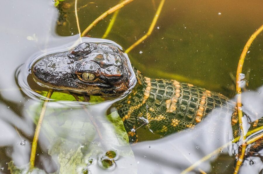 Miami: Everglades Safari Park Airboat Tour - How much the $41 price really covers