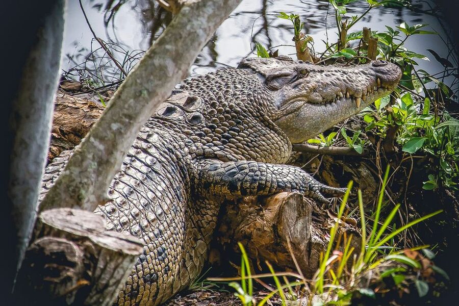 Miami: Everglades Safari Park Airboat Tour - My call: book it for a first Everglades look