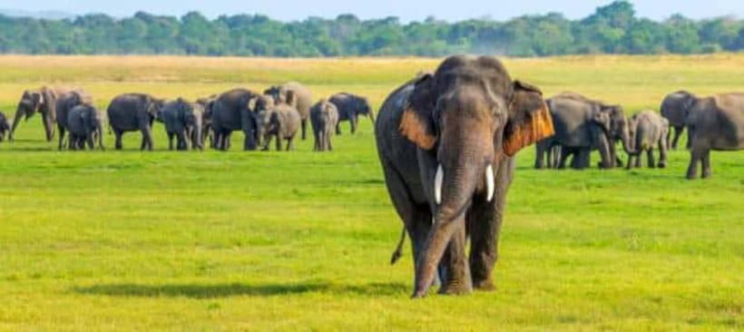 Minneriya Elephant Safari – Half-Day with Expert Tracker - Key points to know before booking
