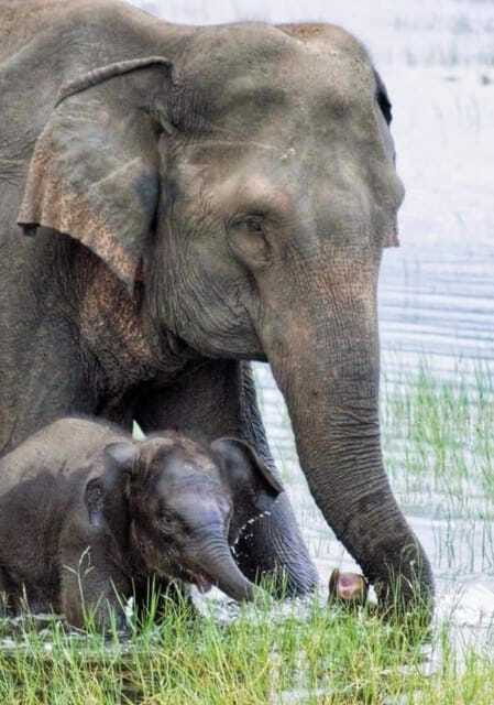 Minneriya Elephant Safari – Half-Day with Expert Tracker - Guide quality and communication