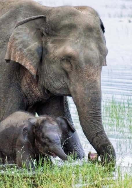 Minneriya Elephant Safari – Half-Day with Expert Tracker - Starting from Sigiriya or Habarana
