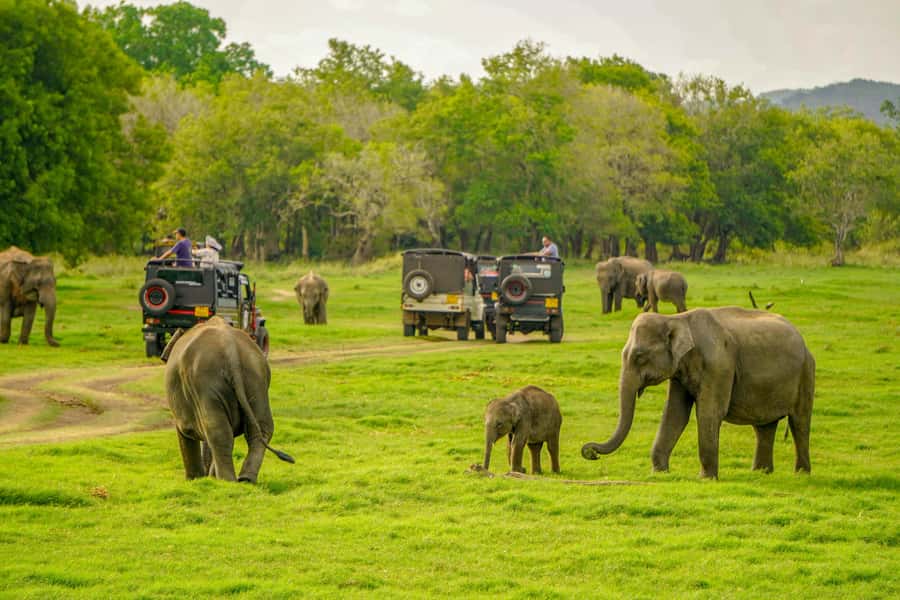Minneriya: Minneriya National Park Private Elephant Safari - Key points at a glance