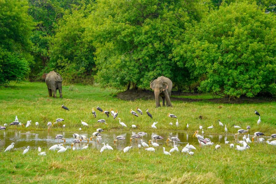 Minneriya: Minneriya National Park Private Elephant Safari - Why the elephant gathering is the main event