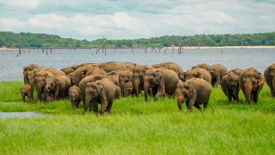 Minneriya: Minneriya National Park Private Elephant Safari - What the four-hour safari feels like