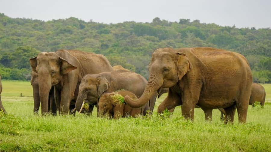 Minneriya: Minneriya National Park Private Elephant Safari - Minneriya or Kaudulla: why the backup plan matters