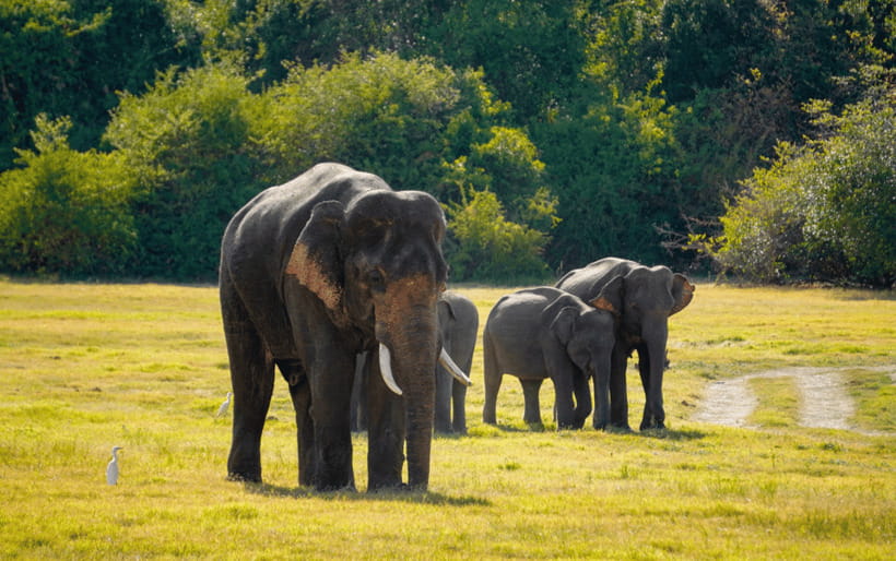 Minneriya: Minneriya National Park Private Elephant Safari - How the guides add value