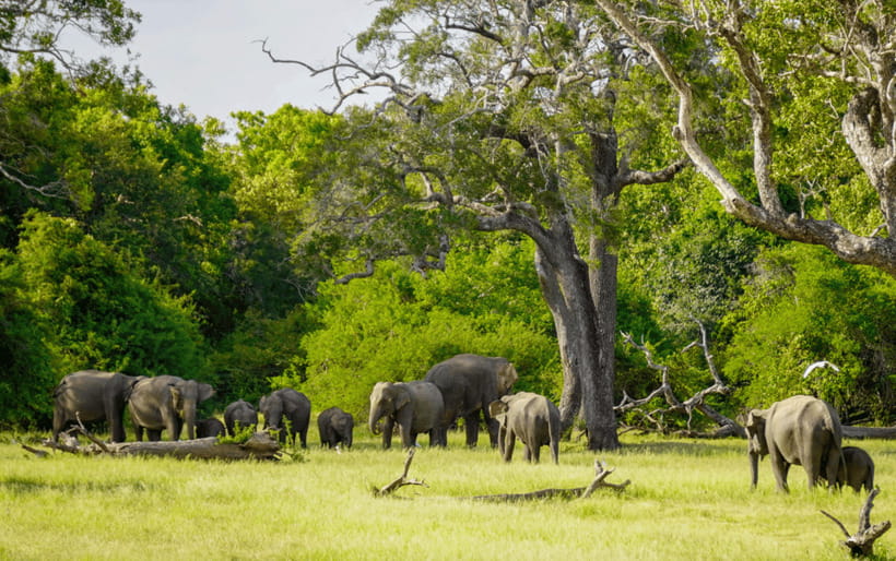 Minneriya: Minneriya National Park Private Elephant Safari - What to bring for a comfortable afternoon