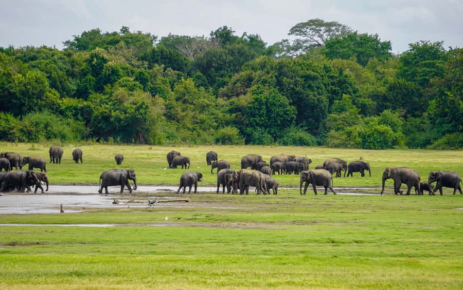 Minneriya: Minneriya National Park Private Elephant Safari - Timing, crowds, and the quality of your visit