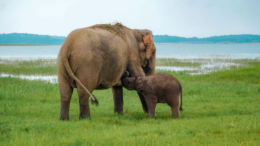 Minneriya: Minneriya National Park Private Evening Safari - Key points to know before you book