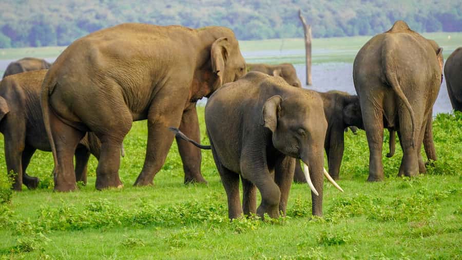 Minneriya: Minneriya National Park Private Evening Safari - Why Minneriya’s elephants make this safari special