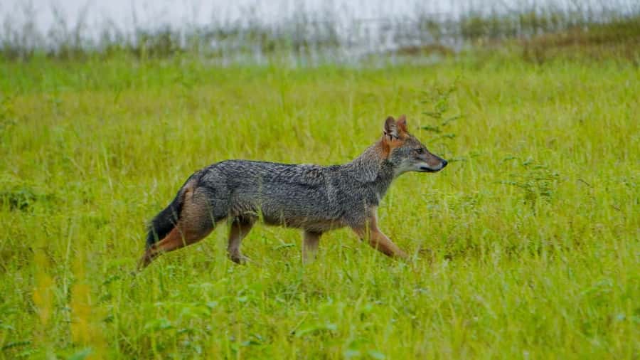 Minneriya: Minneriya National Park Private Evening Safari - What else you might see beyond the elephants