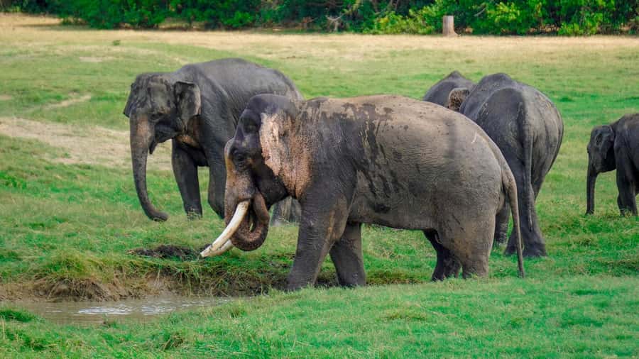 Minneriya: Minneriya National Park Private Evening Safari - How the private format affects the experience