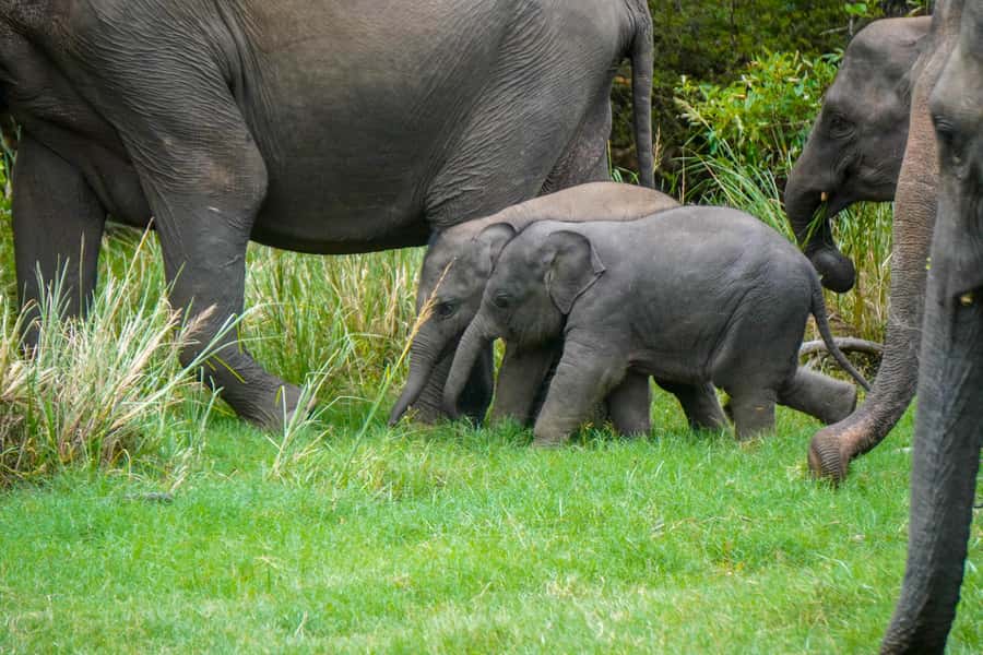 Minneriya: Minneriya National Park Private Evening Safari - The real price is about $86 per person