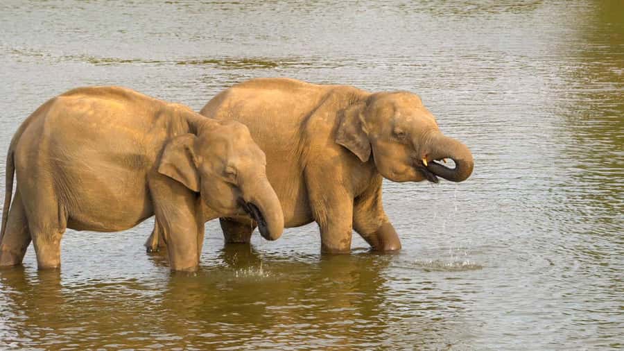 Minneriya: Minneriya National Park Private Evening Safari - Who will get the most from this safari