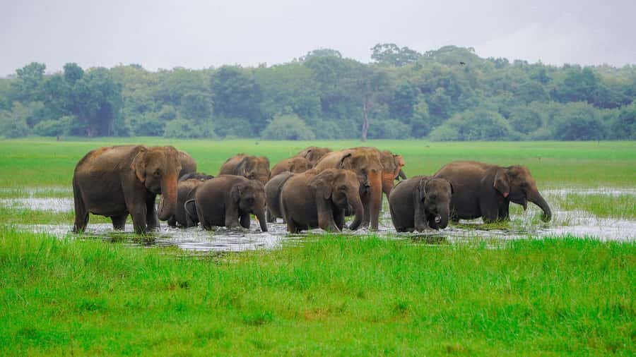 Minneriya: Minneriya National Park Private Evening Safari - A half-day plan from Dambulla, Sigiriya, or Habarana