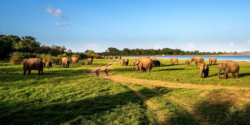 Minneriya: Minneriya National Park Private Safari - Key things to know before you go