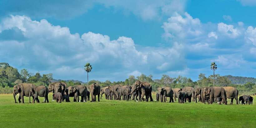 Minneriya: Minneriya National Park Private Safari - How the guide shapes the experience
