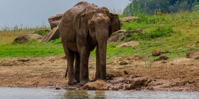 Minneriya: Minneriya National Park Private Safari - The real cost of this private safari