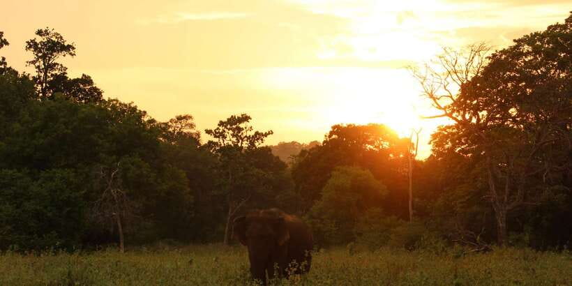 Minneriya: Minneriya National Park Private Safari - Who should book this safari?
