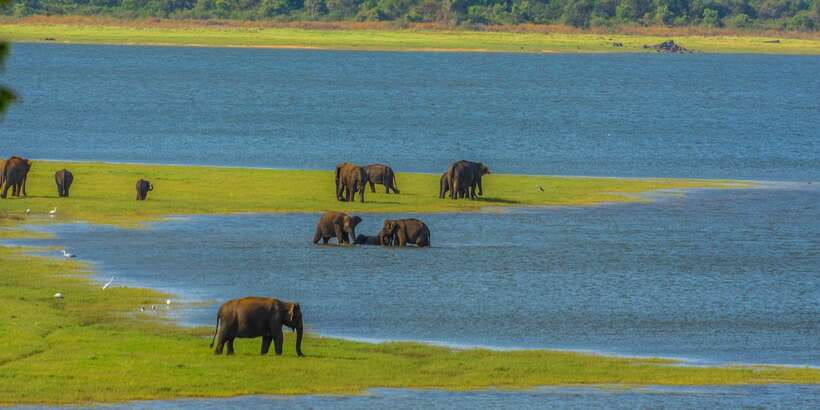 Minneriya: Minneriya National Park Private Safari - Should you book the Minneriya private safari?
