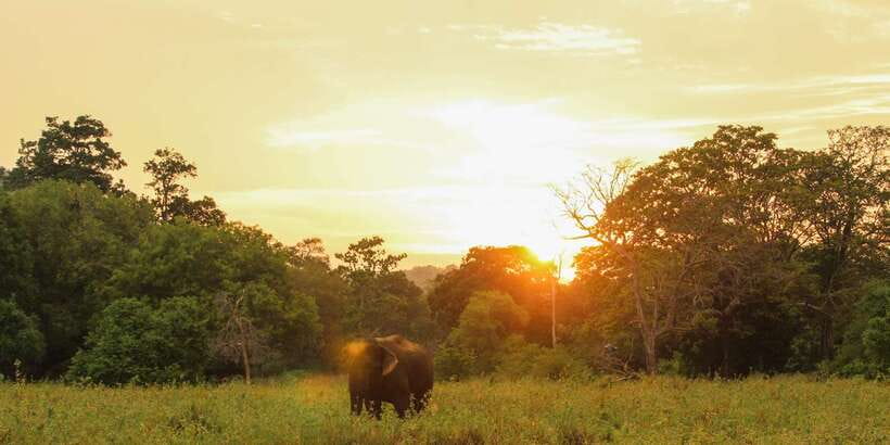 Minneriya: Minneriya National Park Private Safari - FAQ