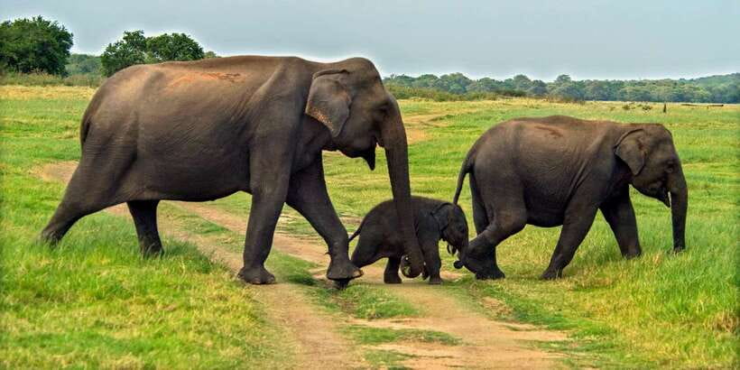 Minneriya: Minneriya National Park Private Safari - The three-hour safari from park gate to grassland