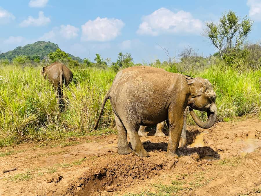 Minneriya National Park 4x4 jeep Safari Include Entrance Fee - Should you book this Minneriya safari?