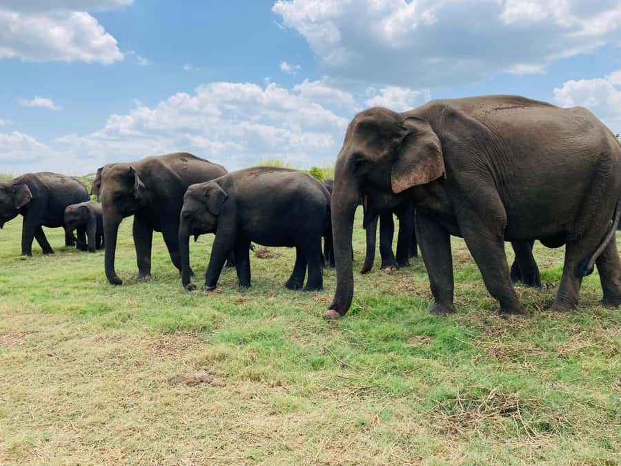 Minneriya National Park 4x4 jeep Safari Include Entrance Fee - Why Minneriya’s elephants are the main event