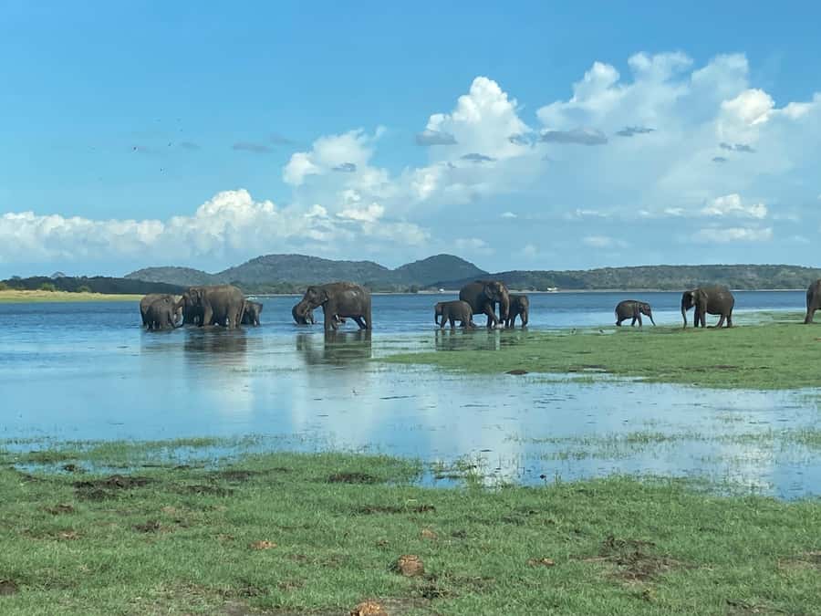 Minneriya National Park 4x4 jeep Safari Include Entrance Fee - The pickup from Habarana or Sigiriya