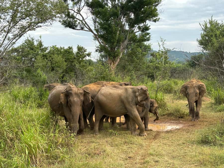 Minneriya National Park 4x4 jeep Safari Include Entrance Fee - Entering Minneriya National Park