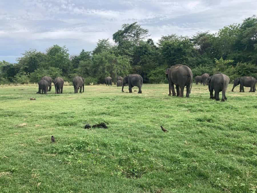 Minneriya National Park 4x4 jeep Safari Include Entrance Fee - Three to three and a half hours among wildlife