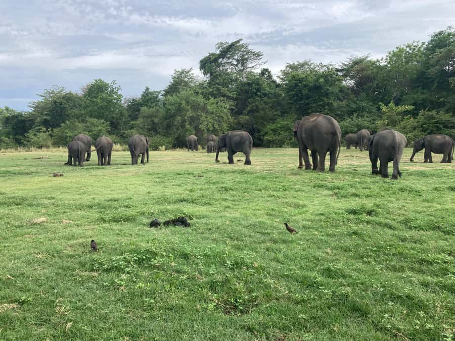 Minneriya National Park 4x4 jeep Safari Include Entrance Fee - Photography without losing the moment
