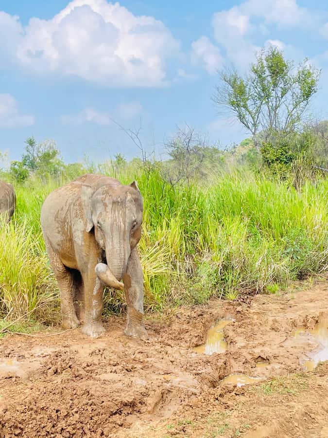 Minneriya National Park 4x4 jeep Safari Include Entrance Fee - What the $120 price really covers