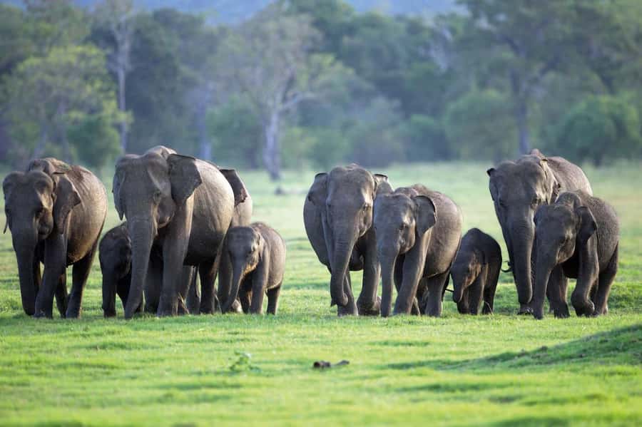 Minneriya National Park 4x4 jeep Safari Include Entrance Fee - A private jeep makes the safari easier
